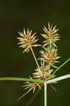 Oneflower flatsedge